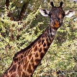 TANZANIA - Lake Manyara National Park - 45